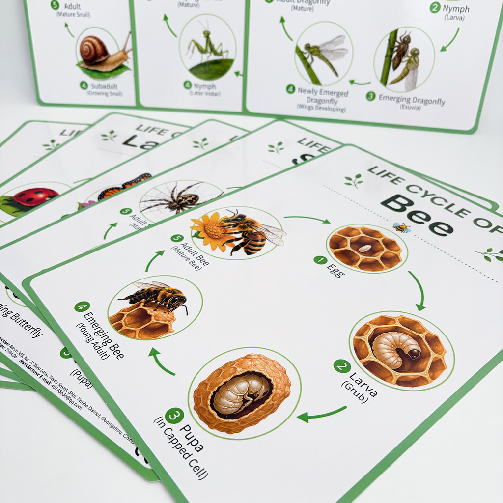 8-teiliges Set Lehrreicher Nat – Kids Educational Posters Bewertung und Preis